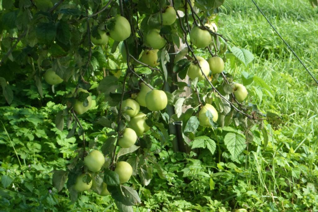 Viruna Farm Kiraste Bagian luar foto