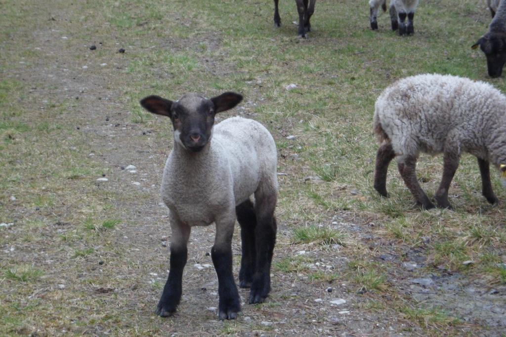 Viruna Farm Kiraste Bagian luar foto