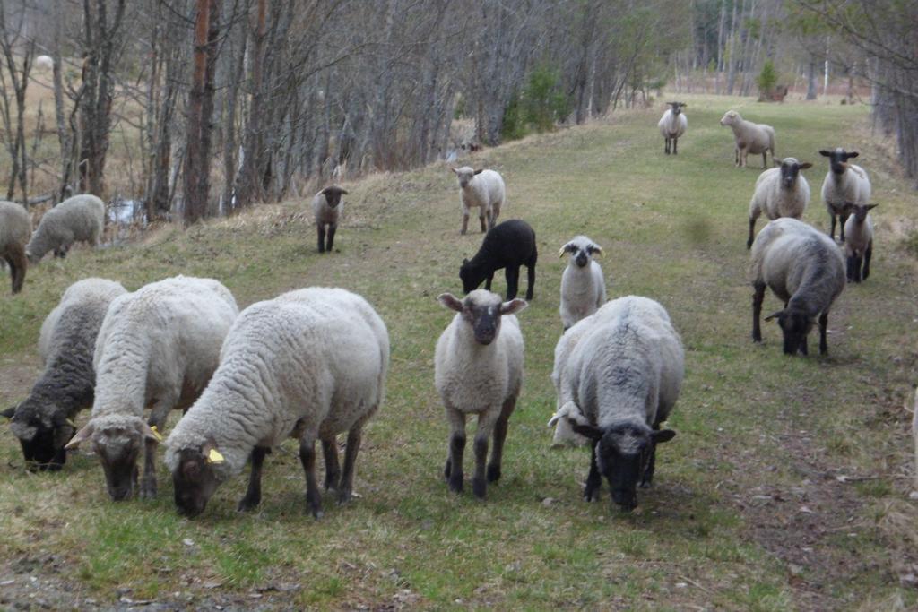 Viruna Farm Kiraste Bagian luar foto