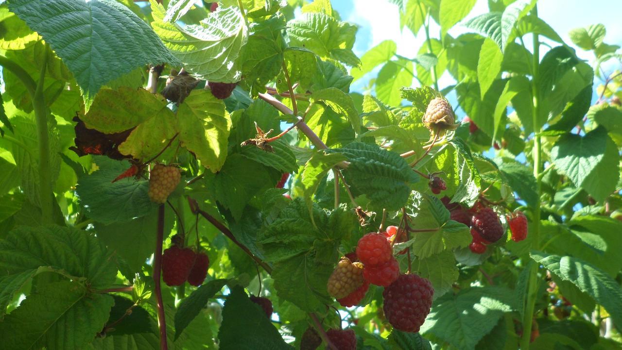 Viruna Farm Kiraste Bagian luar foto