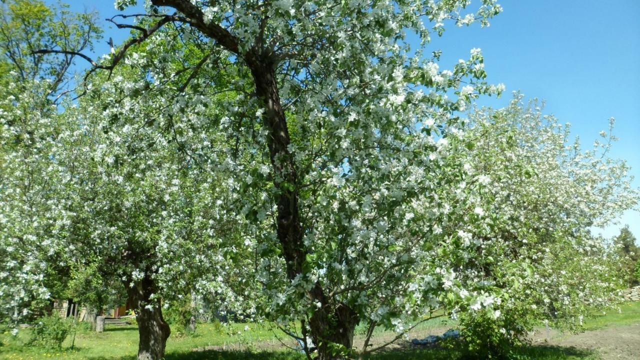Viruna Farm Kiraste Bagian luar foto